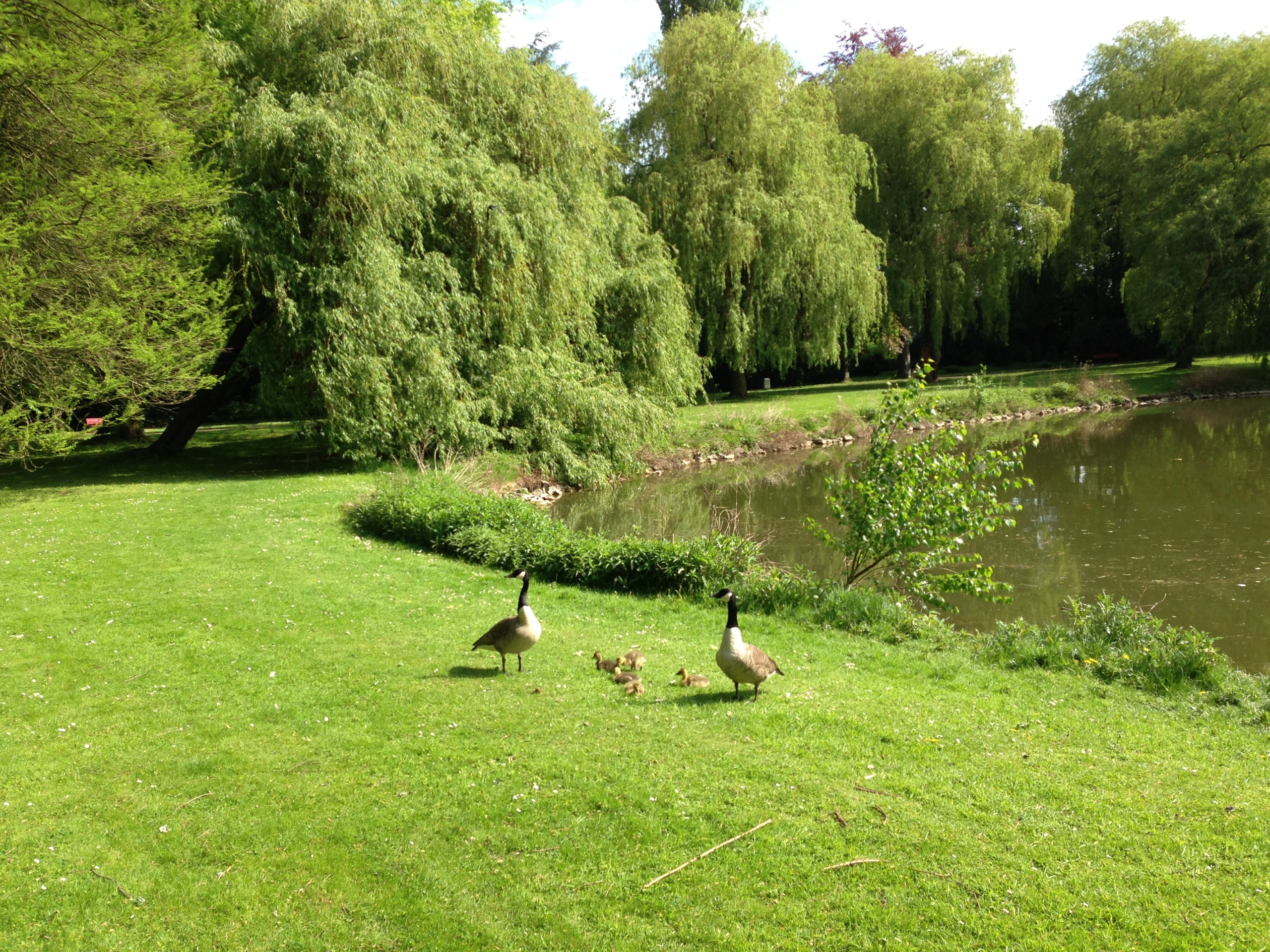 Naturerlebnisfläche im Wattenscheider Stadtgarten gefordert