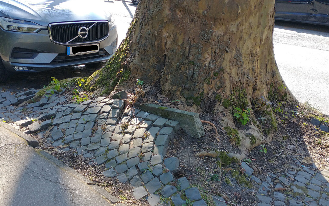 Vernachlässigtes Problem mit Folgen: Immer mehr Baumwurzeln sprengen Bochums Gehwege